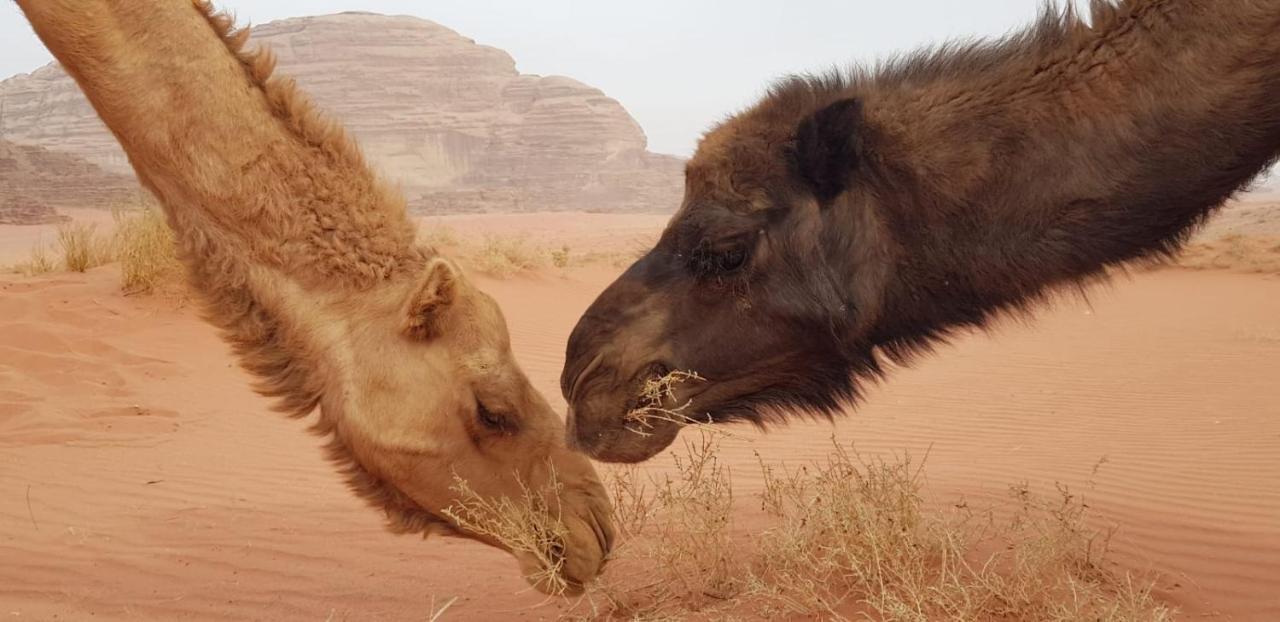 Joy Of Life - Wadi Rum Camp Luaran gambar